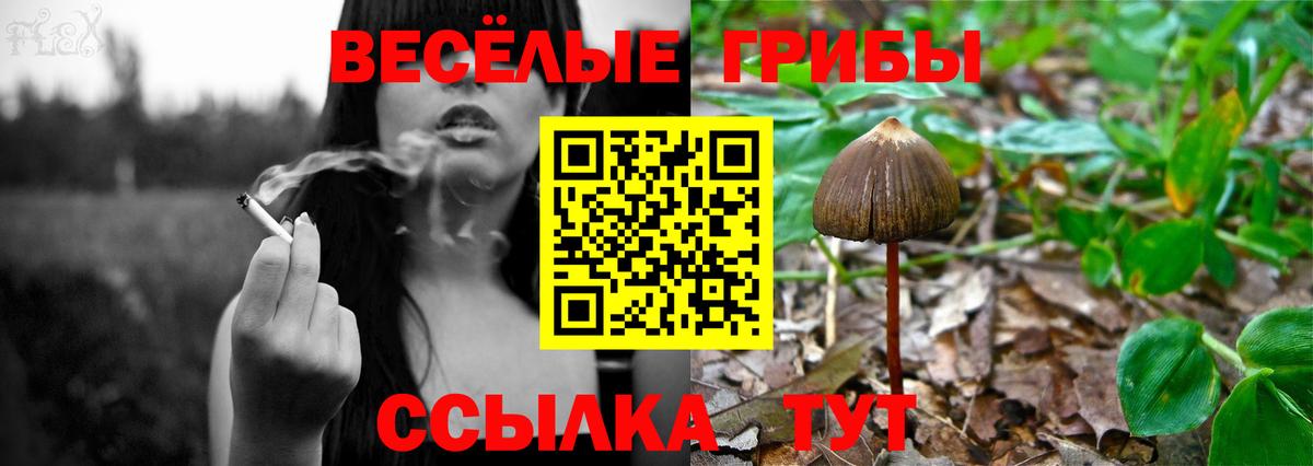 Сунжа  Галлюциногенные грибы Cubensis  цена   Вход с VPN 